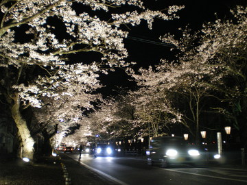 夜の桜も幻想的でイイ感じ。 Linさん