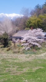 茅葺と桜とアルプス（１） dogさん