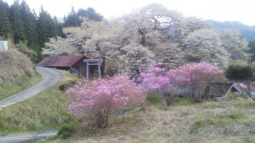 桜風景（１） dogさん