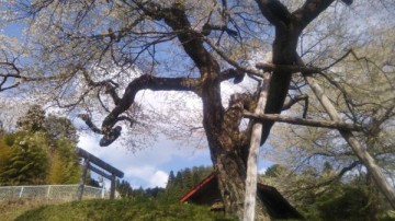 桜風景（２） dogさん
