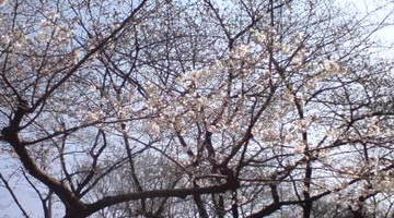 上野も咲きはじめました。 あかしちゃんさん