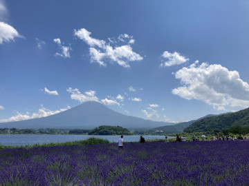 大石公園から見た富士山とラベンダー Jaguarさん