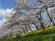 桜と菜の花のコラボ1