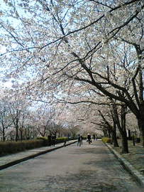 満開の桜並木 サハラさん