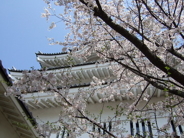 時代小説「のぼうの城」で有名になった行田市・忍城の桜。 マッキーさん