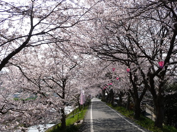 桜のトンネル nekoさん
