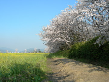 池の前の田んぼからの眺めが日本の原風景の様です。 マーキー2008さん