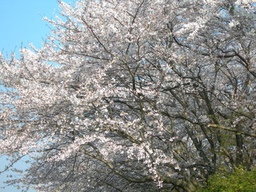 澄み渡った空と満開の桜が印象的でした。 マーキー2008さん