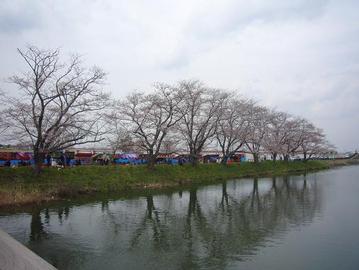 川にそって桜が満開です。 みーみんさん