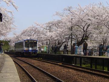 桜が咲いている時は列車もうれしそう。 スマイルさん