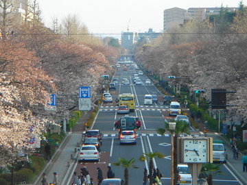 真直ぐな通りを囲むような桜樹の行列が見事！ macstarさん