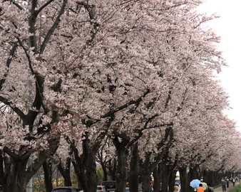 歩道からの桜並木 sagamipetsさん