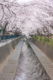 桜のアーチから青空が川に映って清々しいです♪ ＯＢＡＮさん