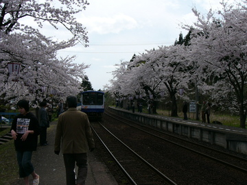 列車と桜 夏みかんさん