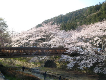 桜を橋の上から見る事ができます☆ あちゃこさん