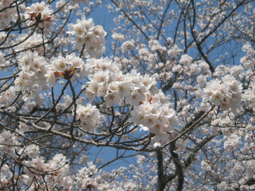 頭のすぐ上で桜が満開！ あちゃこさん
