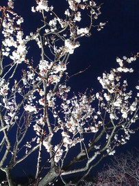 夜空に輝く白い花（梅）は、香りもよく心が和みます。 エコちゃんさん
