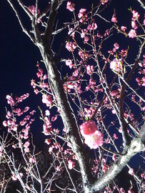 可愛らしいピンク色の梅の花は、夜空に舞う花火のようです。 エコちゃんさん