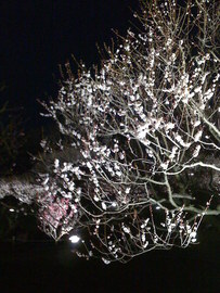 ｽﾎﾟｯﾄﾗｲﾄに浮かび上がる梅の木花は、自然の美術館です。 エコちゃんさん