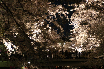 川に掛る橋から桜を見る人々。 よっしいさん