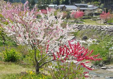 一本の木に白・赤・ピンクの花が！ noda138さん