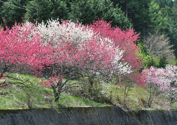 一本の木に白・赤・ピンクの花が！ noda138さん