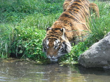 水を飲む姿は猫みたいな虎 おにーちゃんさん