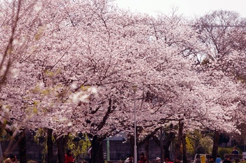桜も綺麗です。 katz_newさん