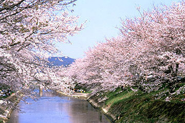 川を覆うように咲く約1200本の桜並木 DriveNaviさん