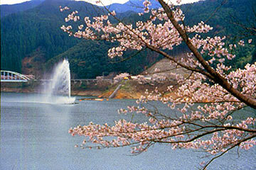 ダムを取り囲むように咲く約10,000本の桜は圧巻！ DriveNaviさん