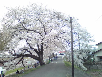 一目千本桜