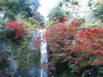 日本一いや世界一の紅葉の名所です。 苦悶龍さん