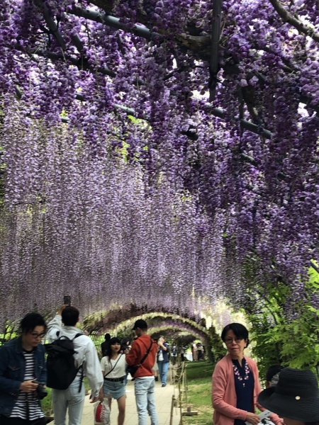 一生に一度は、見たい藤