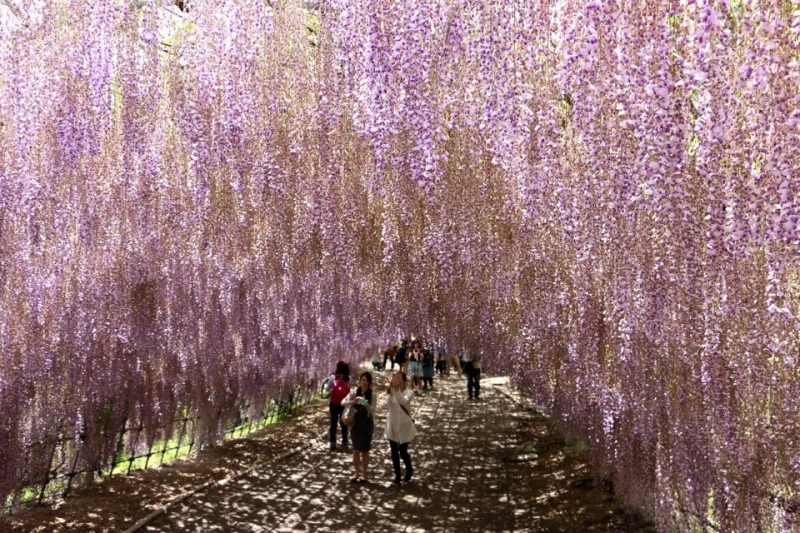 世界的に有名な藤棚