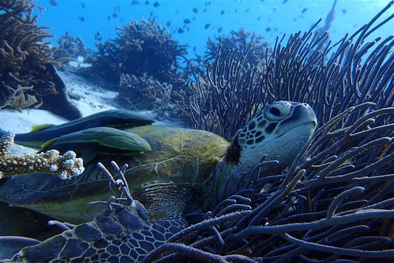 冬の沖縄の海もオススメです!