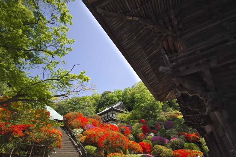 川崎のツツジ寺