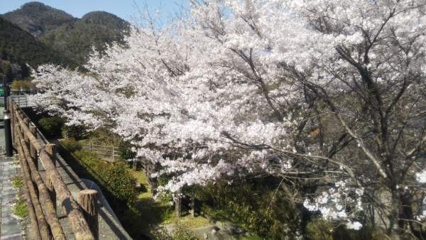 桜景色(1)