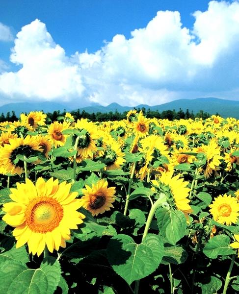 大地の太陽・満開！