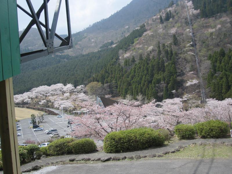 麓の桜