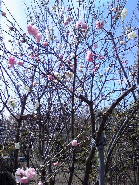 引越しの日に咲いていた桃の花
