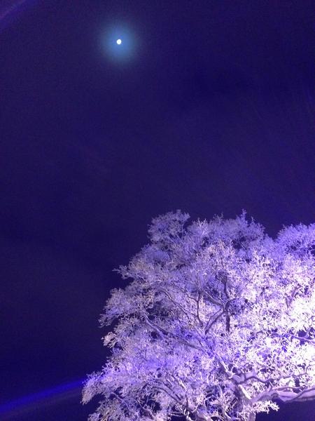 月光に照らされる樹氷