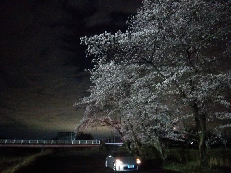夜桜もZで…