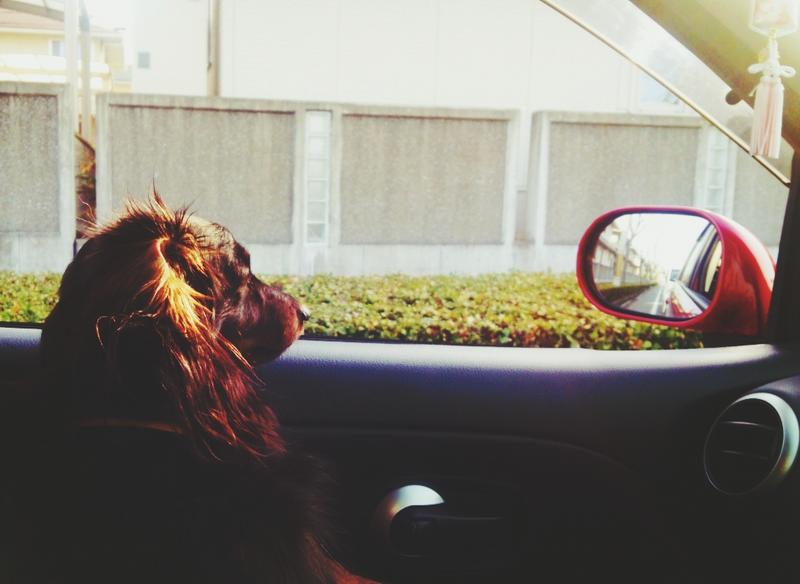 車内の愛犬