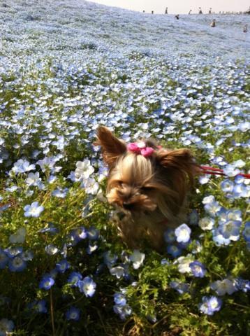 愛犬とお花畑