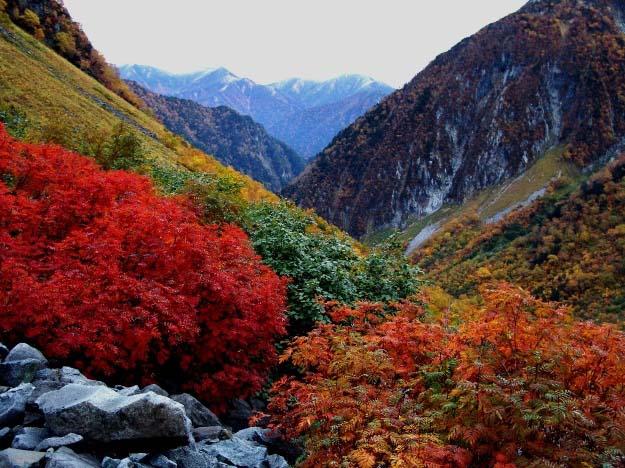 紅葉のナナカマドの涸沢