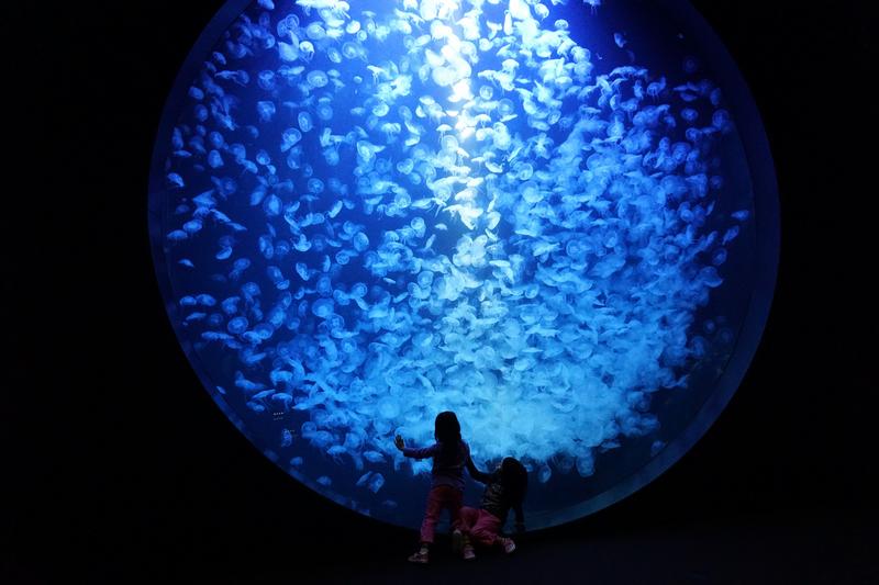 クラゲ水族館