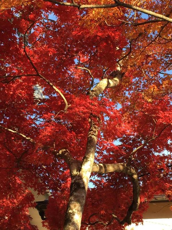 暖冬だった12月中旬に伊豆の修善寺で撮った紅葉です。