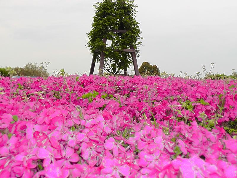 和泉リサイクル公園の芝桜