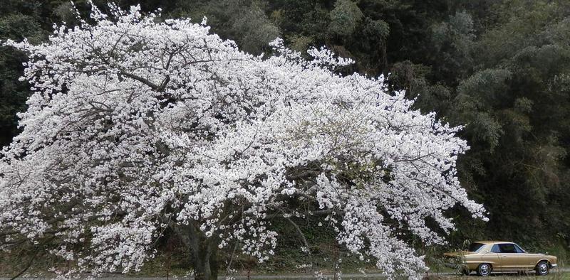 桜とスカイライン　日本の春