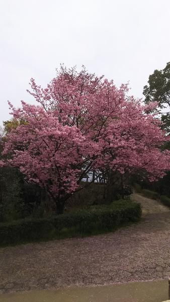 松山市総合公園の桜